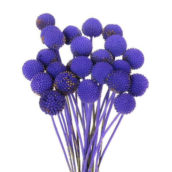 Purple Grape Craspedia Billy Balls Sale - Image 2