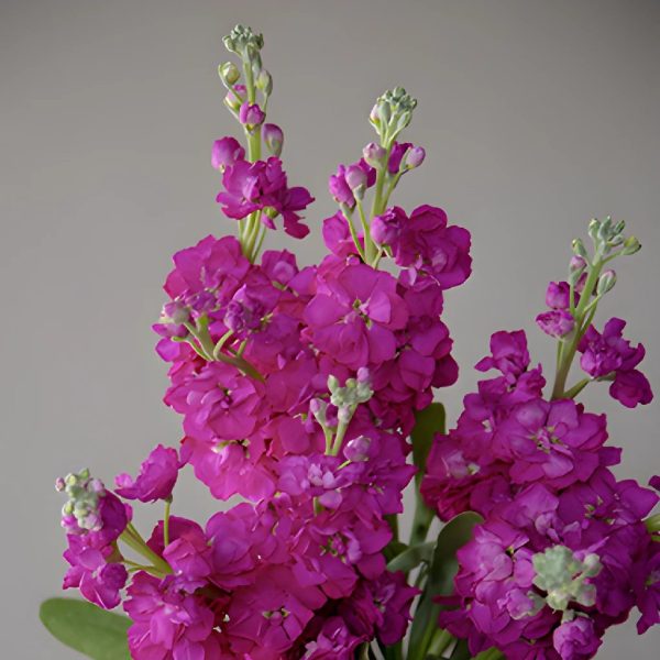 El Aleli Berrylicious Stock Flower Hot on Sale - Image 2
