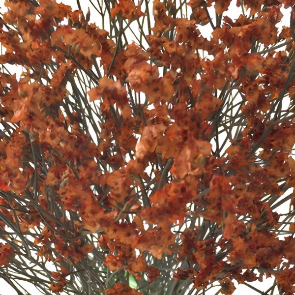 Burnt Orange Airbrushed Limonium Flowers Online Hot Sale