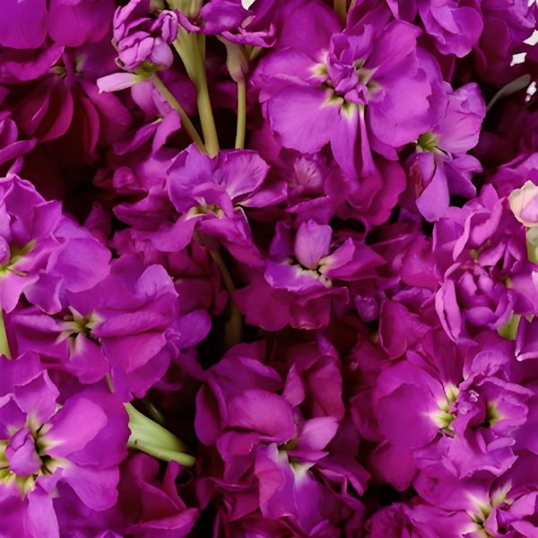 El Aleli Berrylicious Stock Flower Hot on Sale