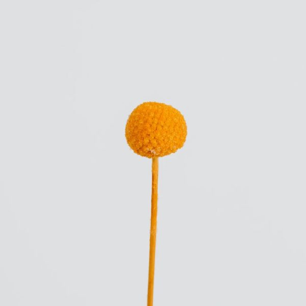 Orange Dried Craspedia Billy Balls Online Hot Sale - Image 2