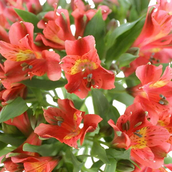 Burnt Orange Peruvian Lilies Online Hot Sale