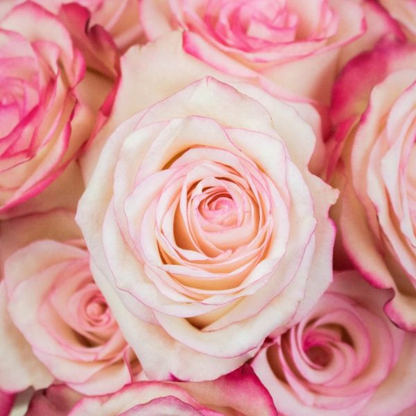 Pink Afterglow Rose Online now
