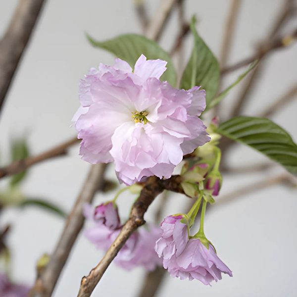 Blooming Pink Almond Blossom Branches Fashion