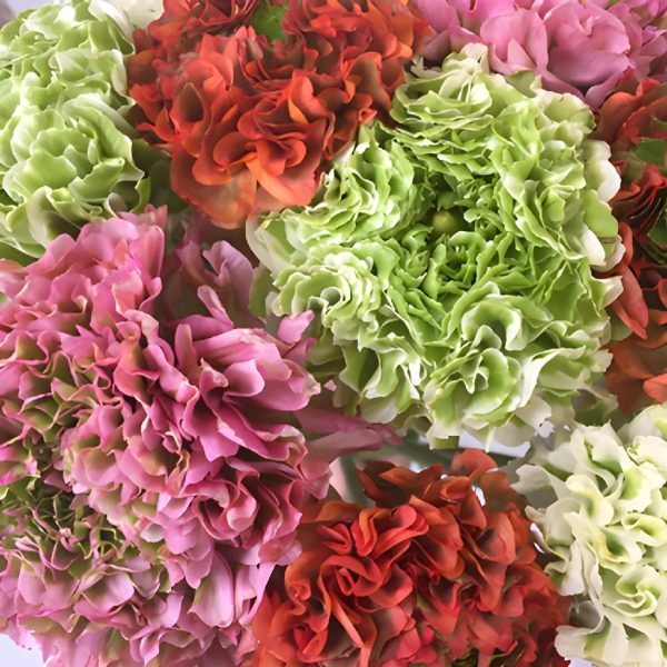 Assorted Pon Pon Ranunculus Flowers For Cheap