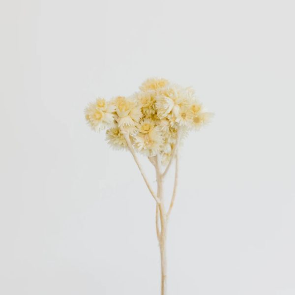 Bleached Dried Andean Asters on Sale - Image 2