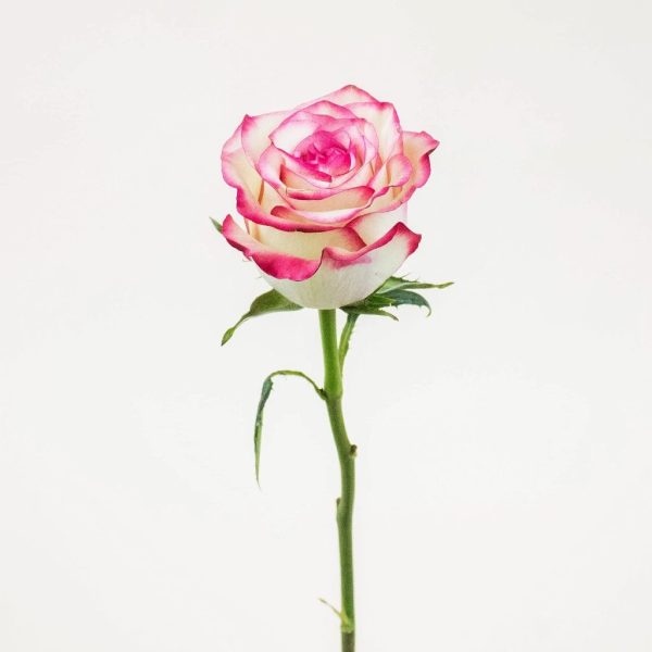 Pink Afterglow Rose Online now - Image 2