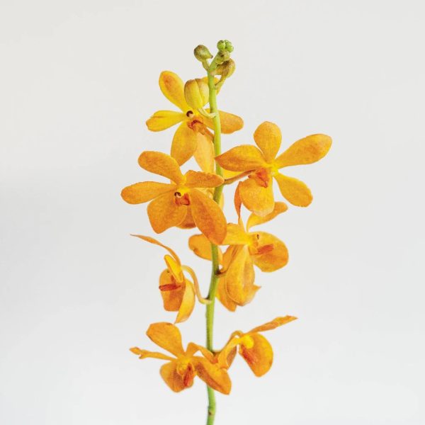 Florida Sunset Mokara Orchid Hot on Sale - Image 2